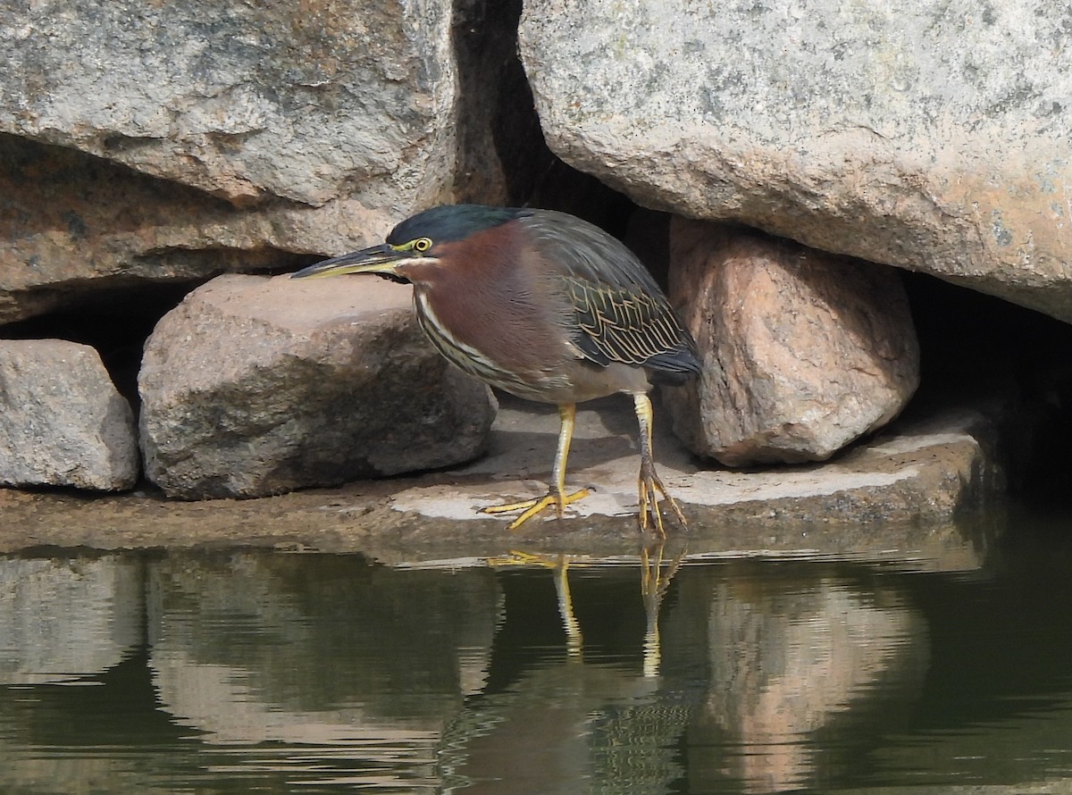 Héron vert - ML645953557