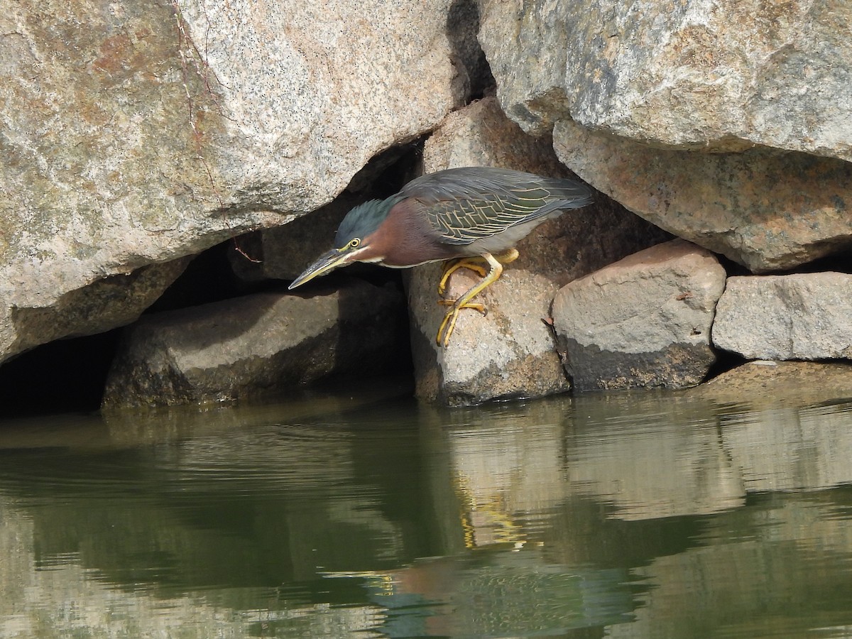 Green Heron - ML645953558