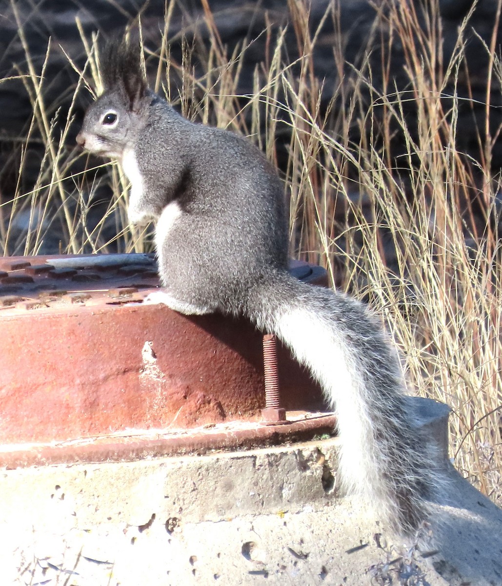 Abert's Squirrel - ML645953559
