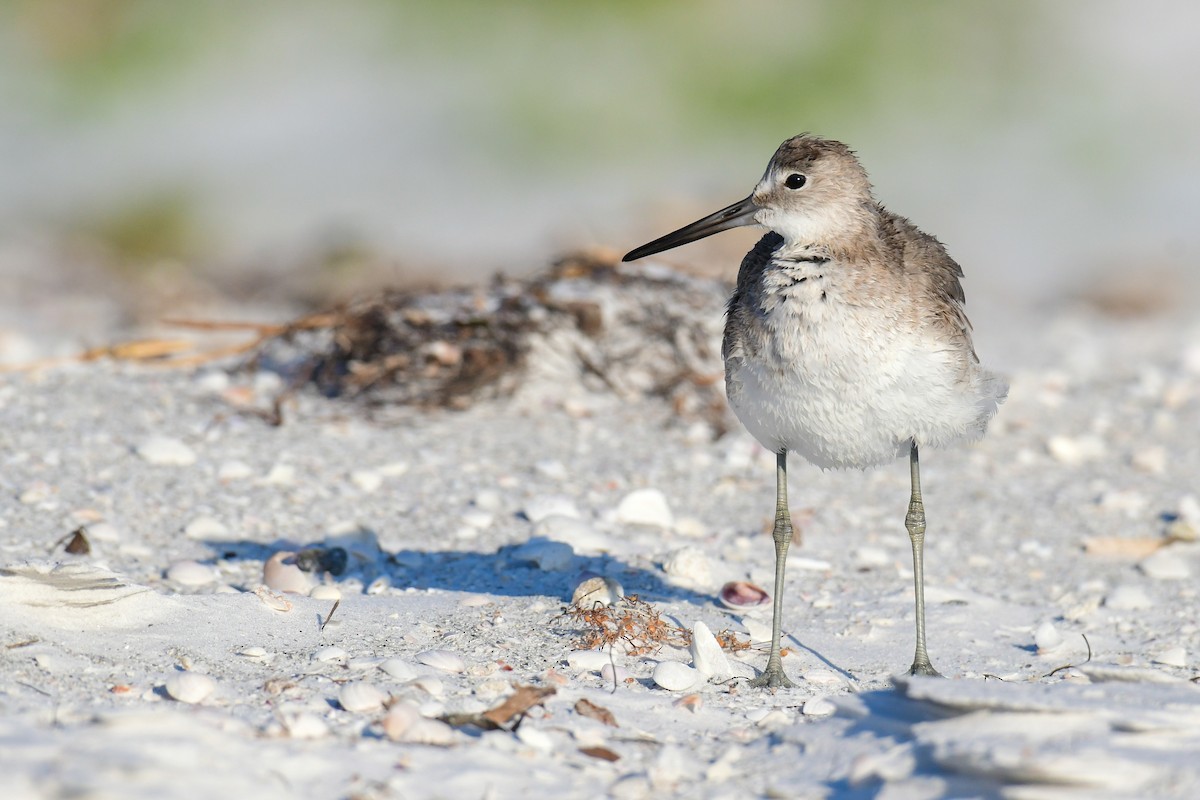 Chevalier semipalmé - ML645953560