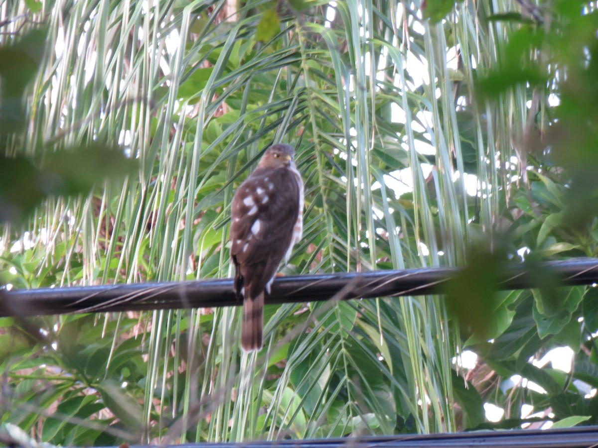 Épervier de Cooper - ML645953561