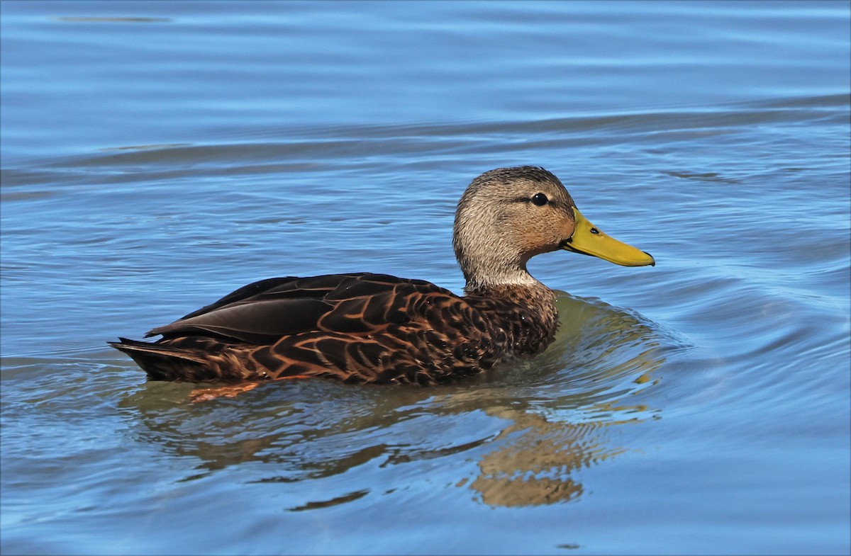 Canard brun (maculosa) - ML645953562