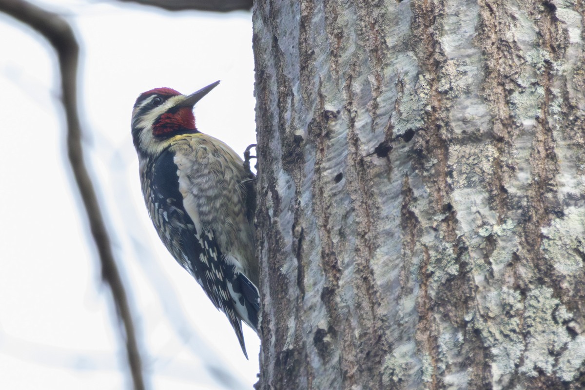 Pic maculé - ML645953563