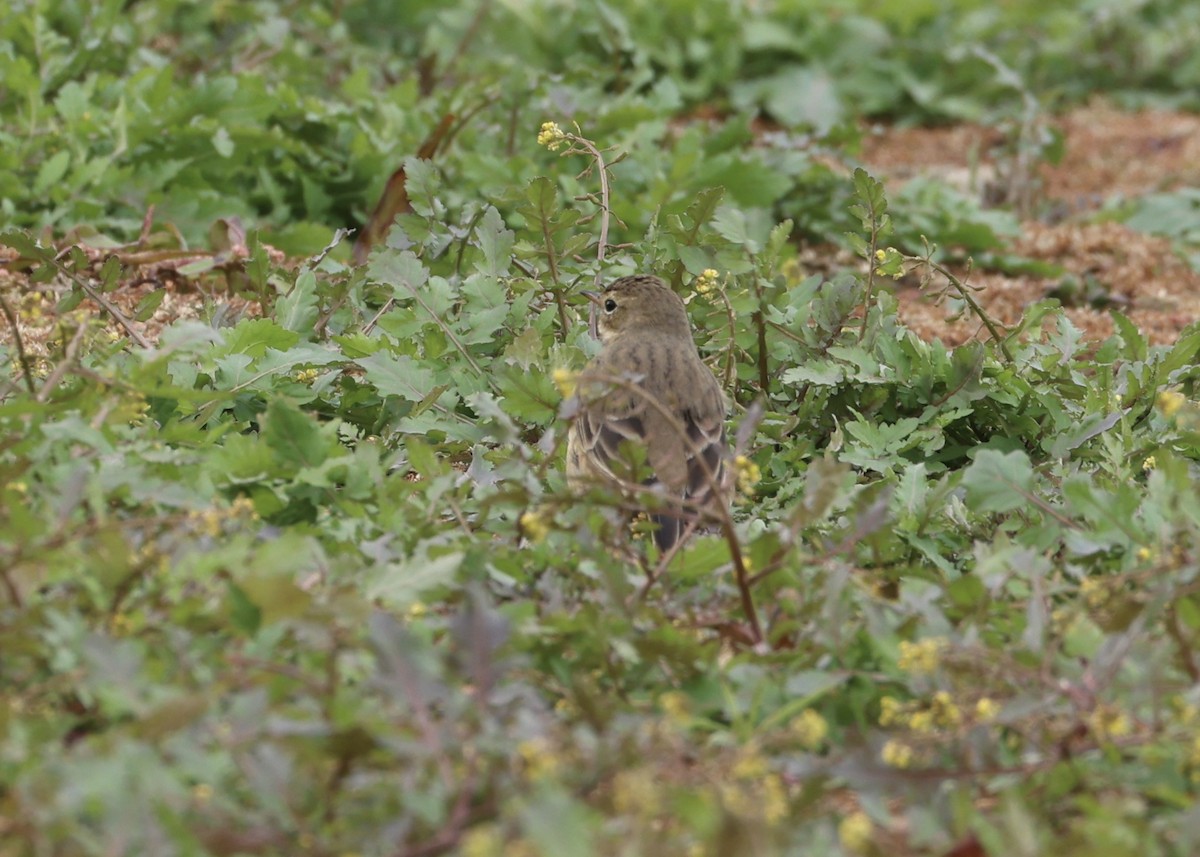 Pipit d'Amérique - ML645953564