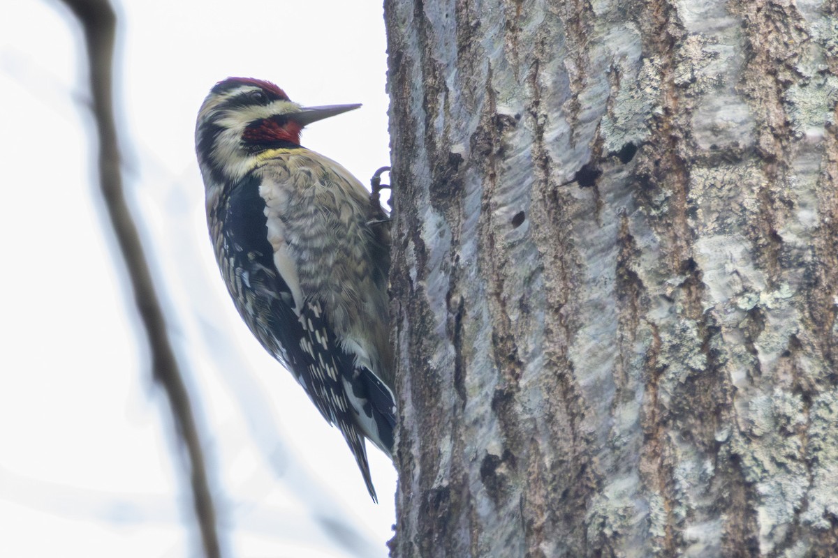 Pic maculé - ML645953565