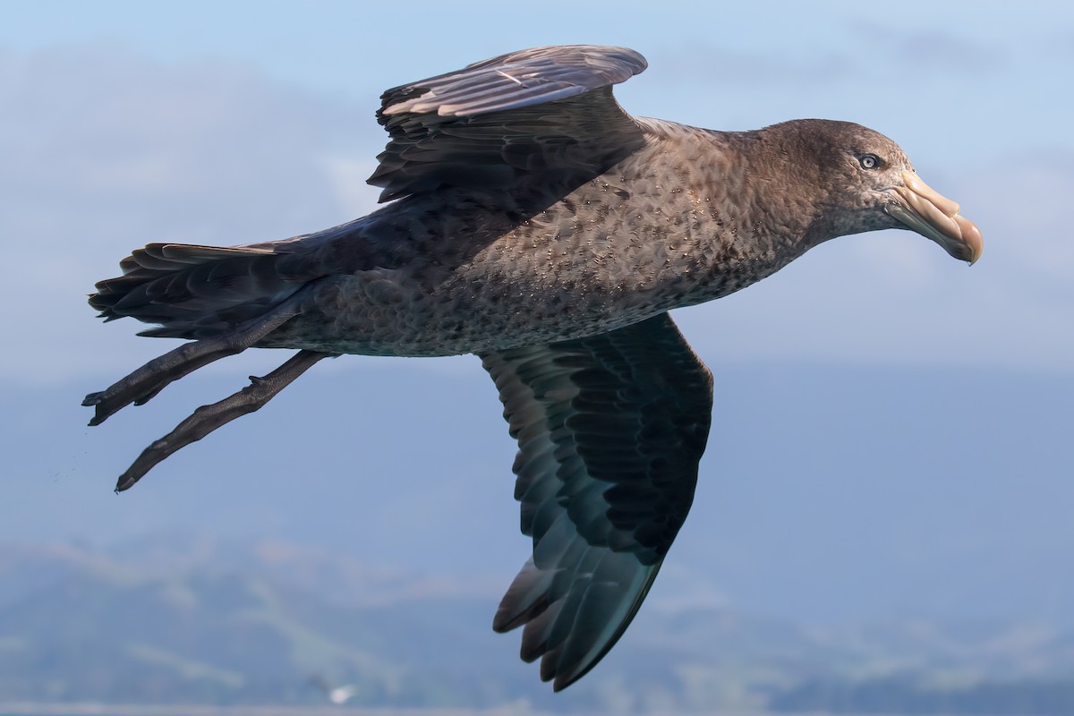 Pétrel de Hall - ML645953566