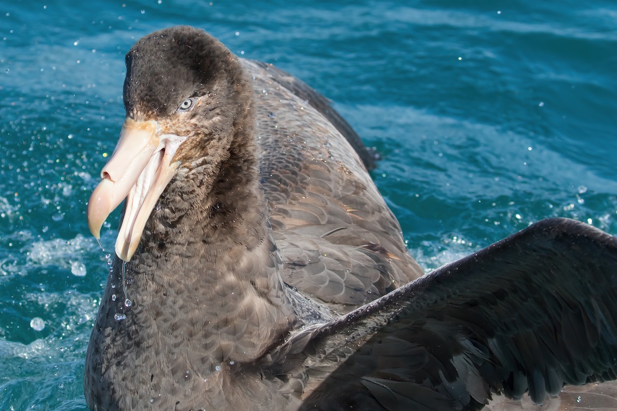 Pétrel de Hall - ML645953567