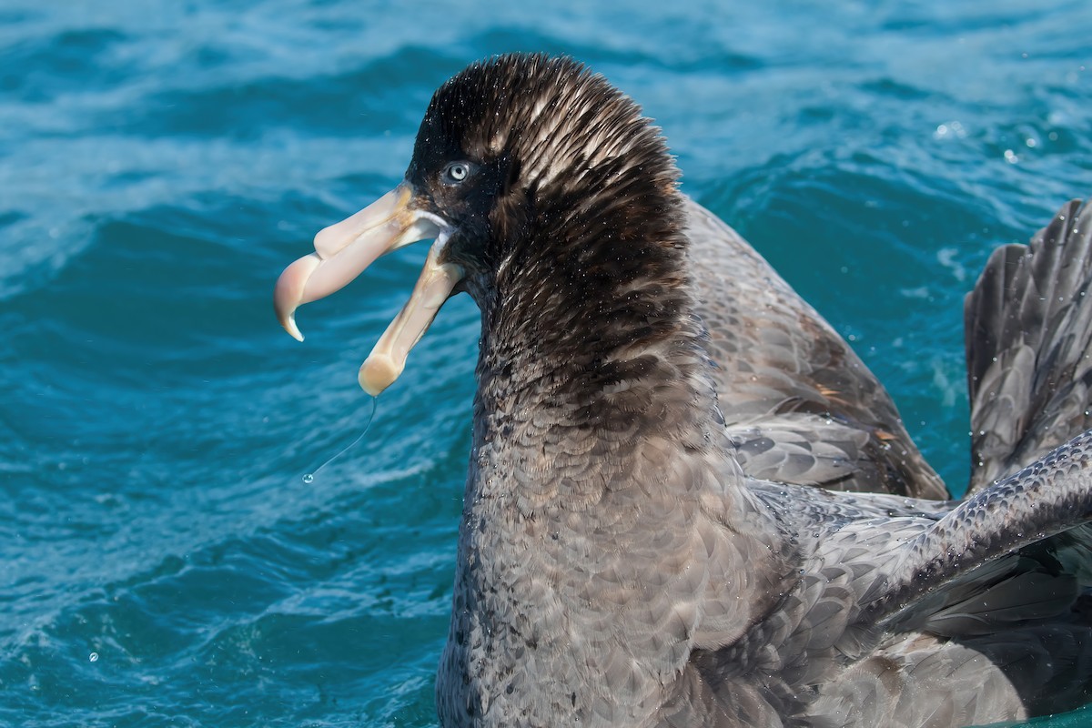 Pétrel de Hall - ML645953568