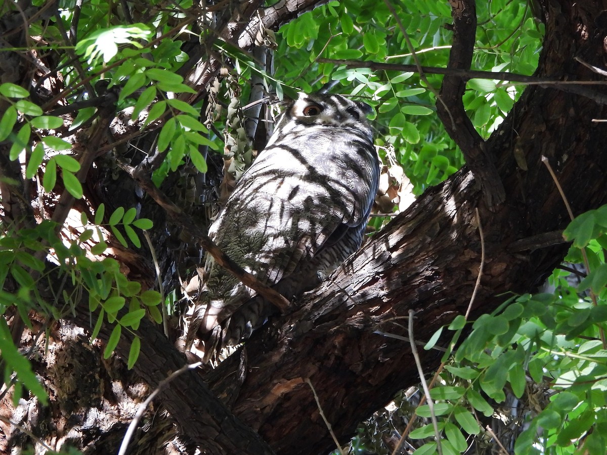 Great Horned Owl - ML645953569