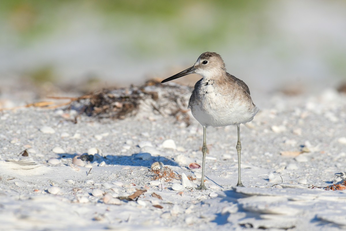 Chevalier semipalmé - ML645953570
