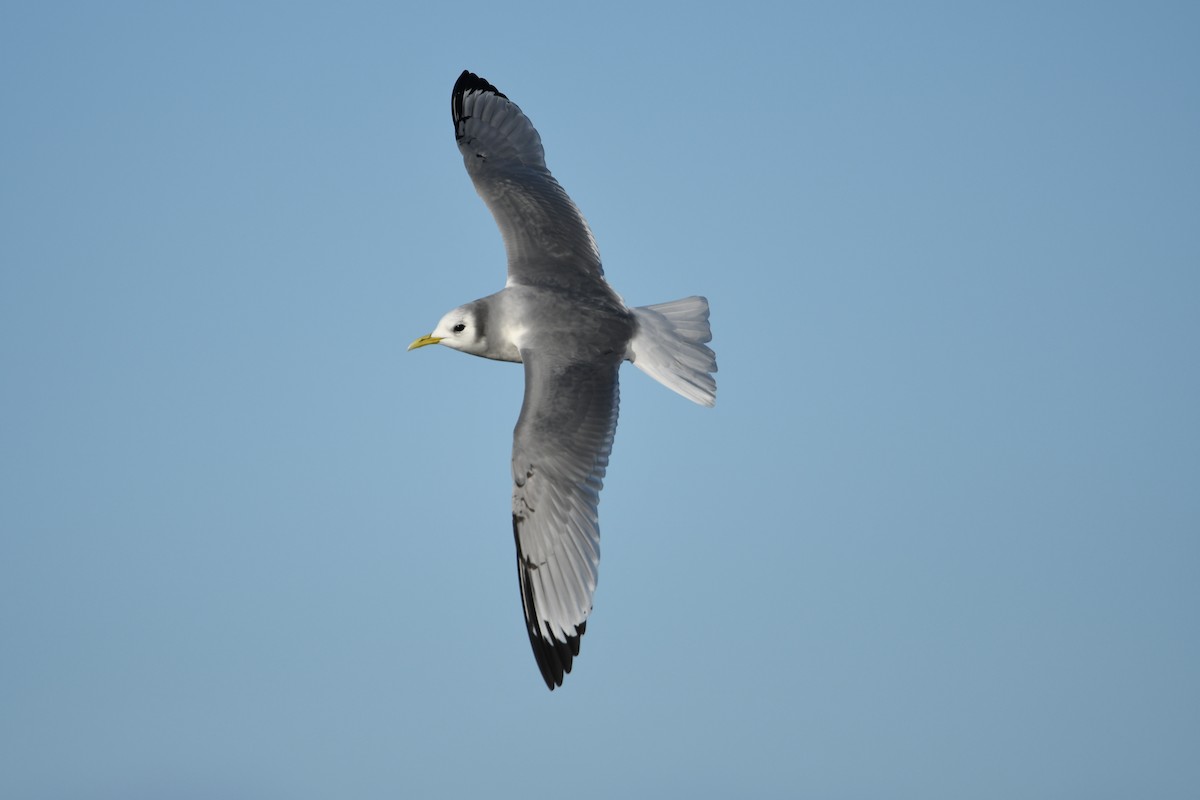 Mouette tridactyle - ML645953572