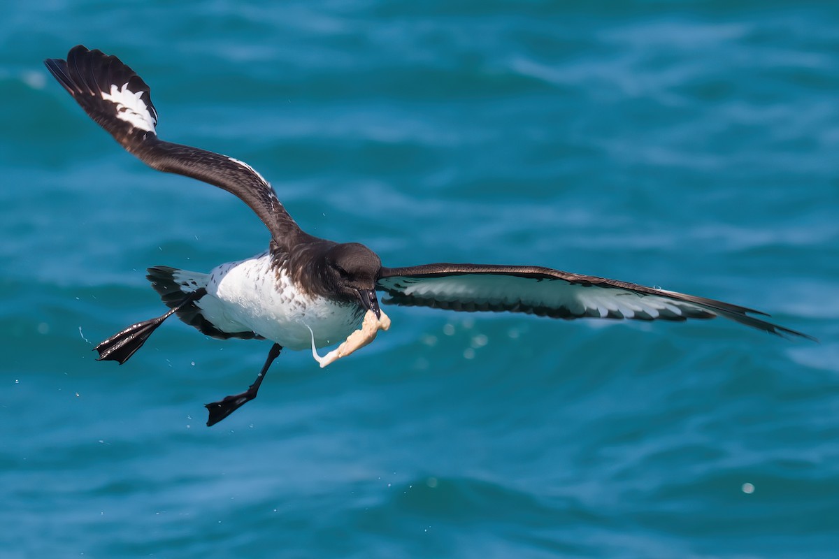 Damier du Cap (australe) - ML645953573