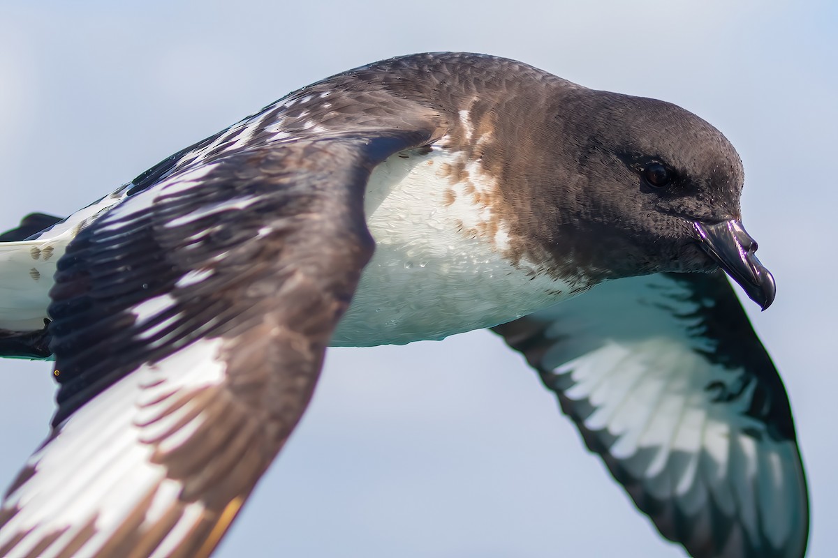 Damier du Cap (australe) - ML645953574