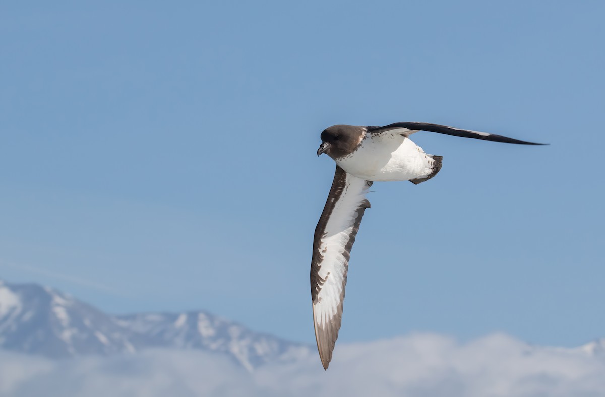 Damier du Cap (australe) - ML645953575