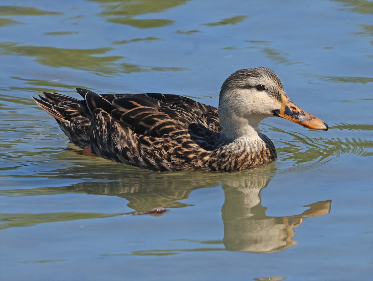 Canard brun (maculosa) - ML645953576