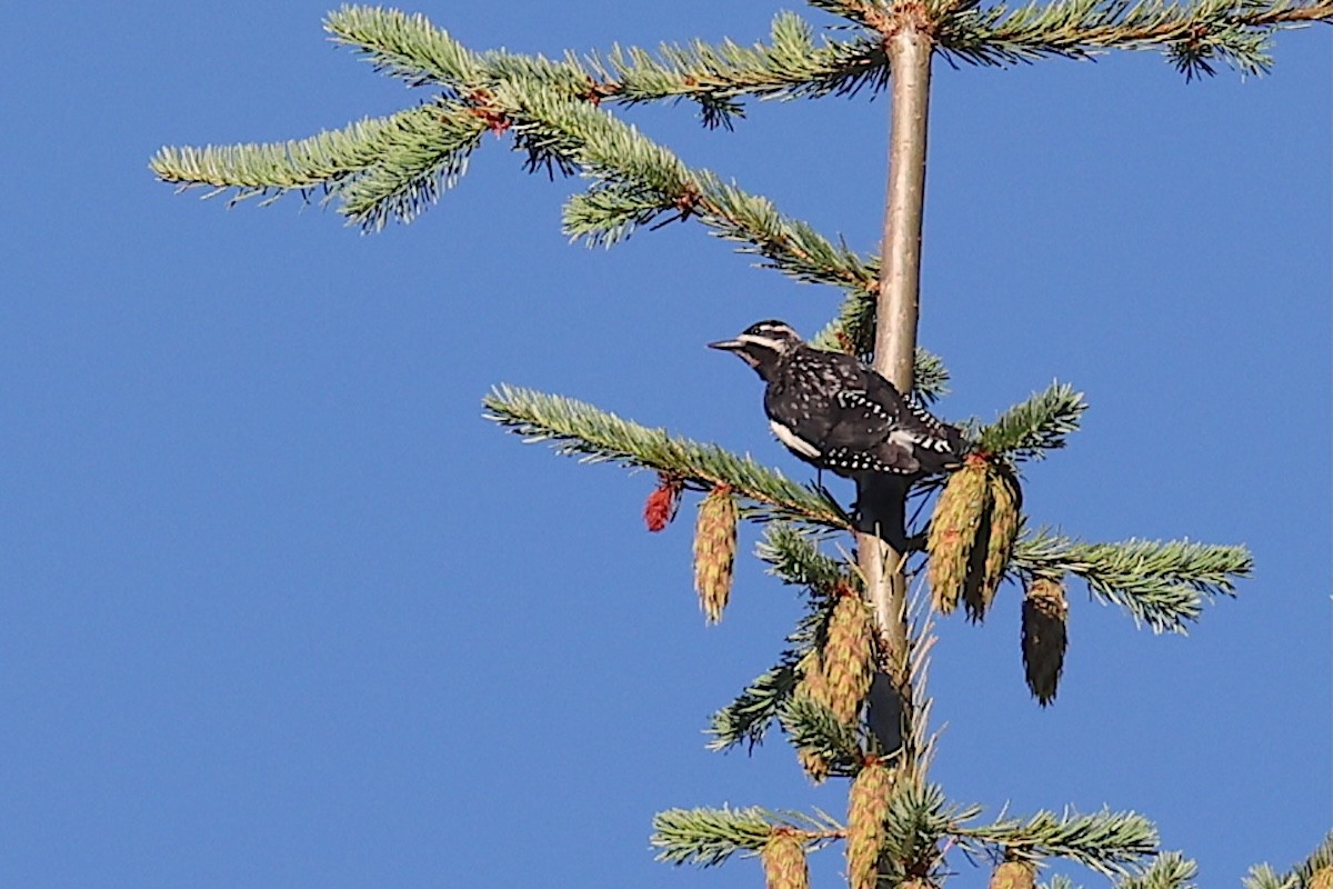 Pic de Williamson - ML645953577