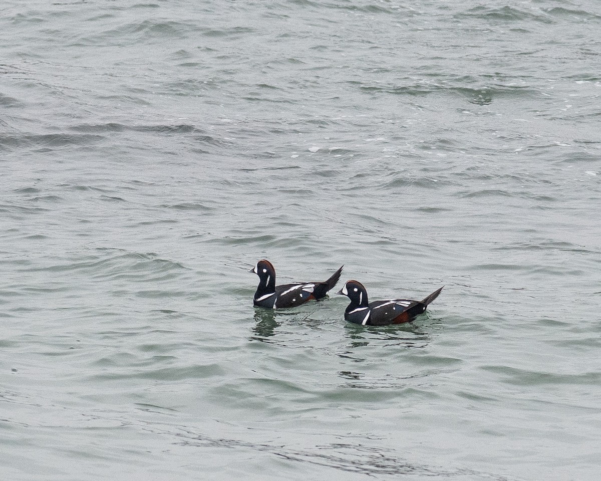 Arlequin plongeur - ML645953578