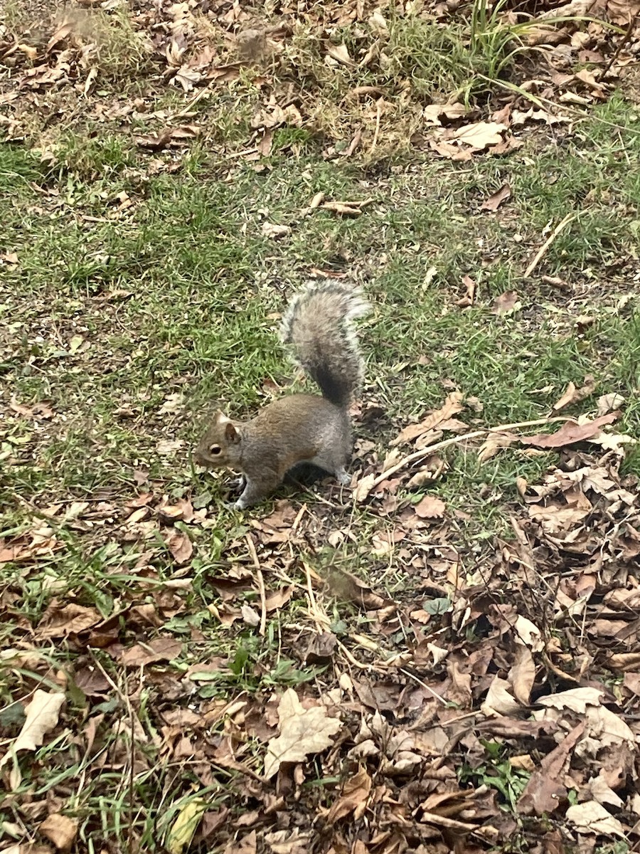 Eastern Gray Squirrel - ML645953579