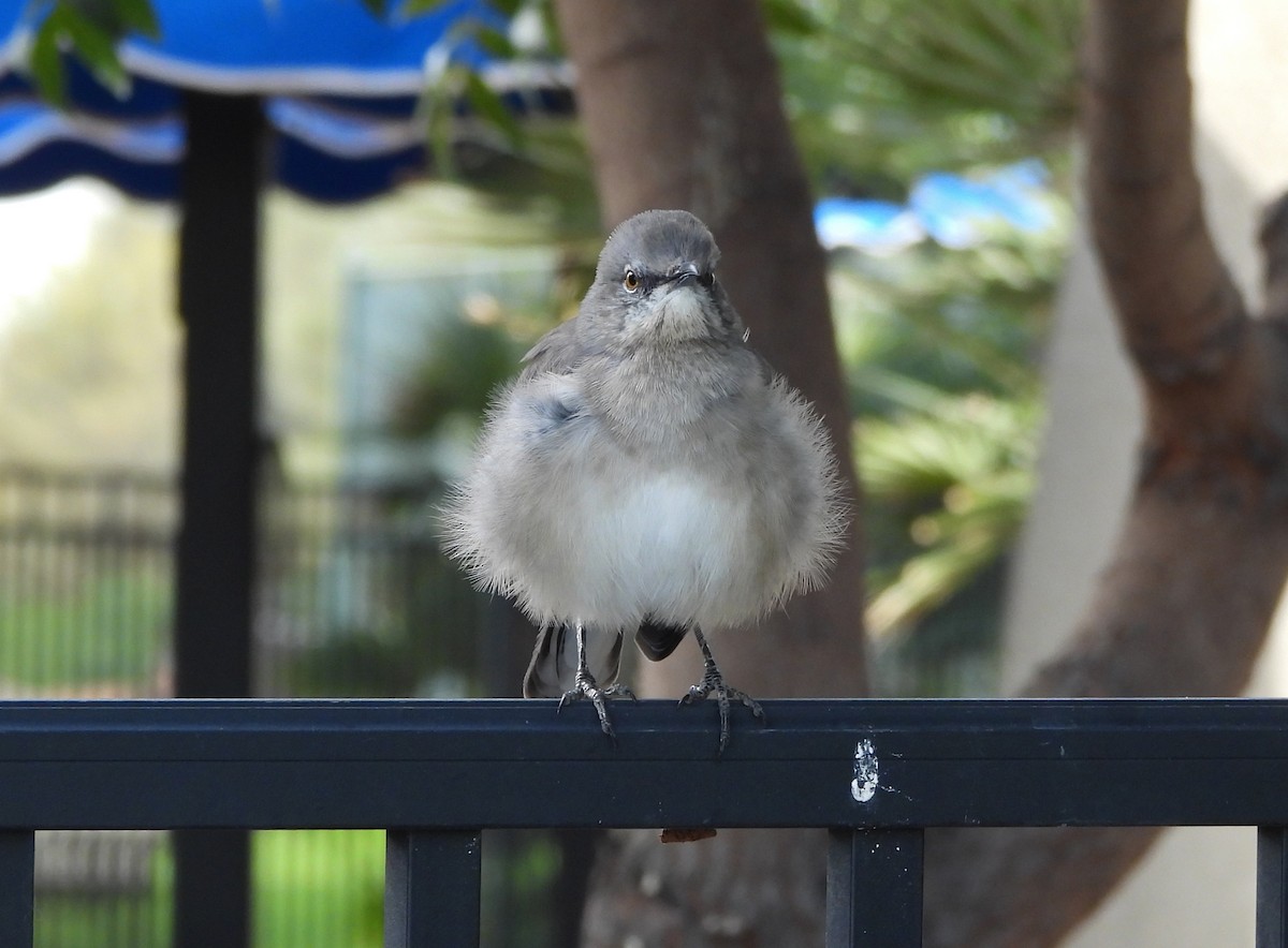 Пересмішник багатоголосий - ML645953580