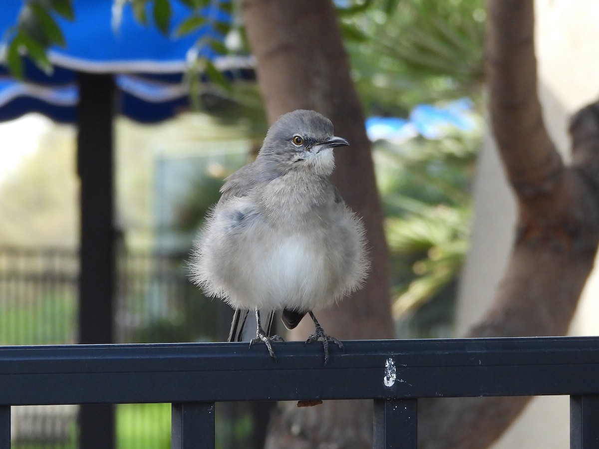 Northern Mockingbird - ML645953581
