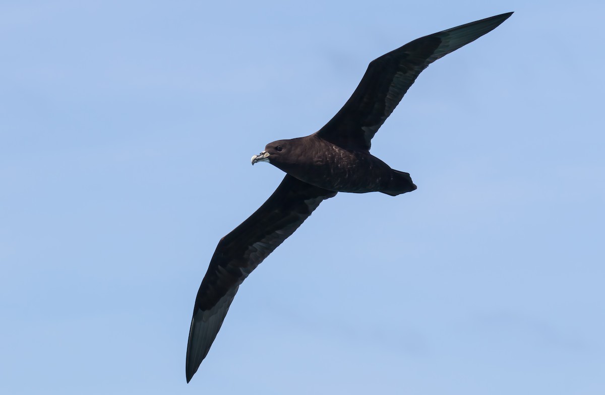 White-chinned Petrel - ML645953583