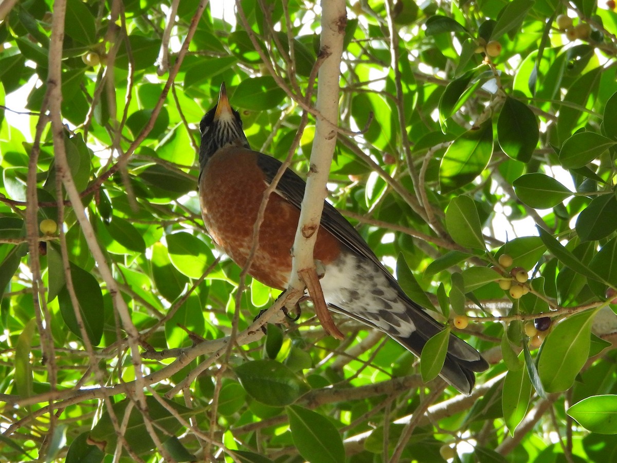 American Robin - ML645953585