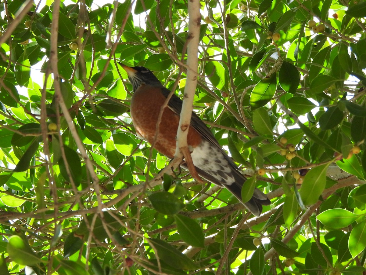 American Robin - ML645953586