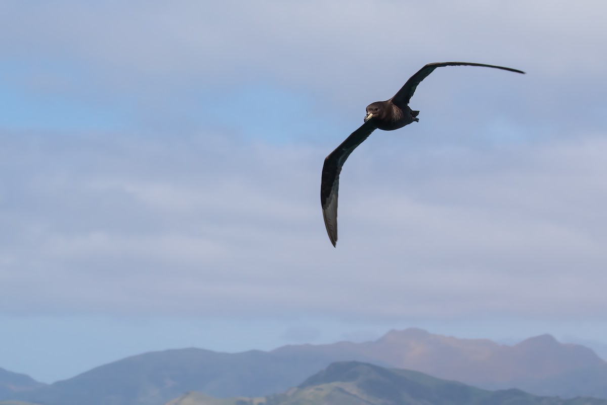 Westland Petrel - ML645953591