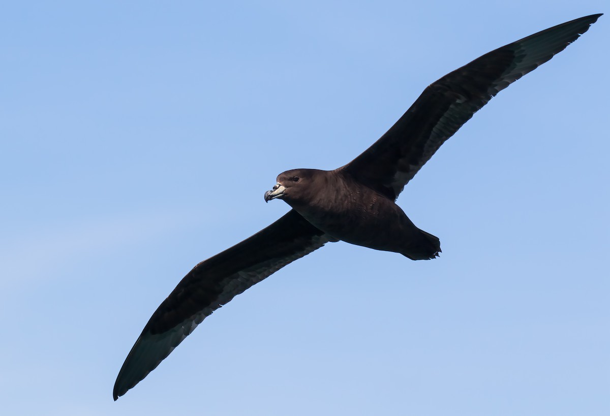 Westland Petrel - ML645953592