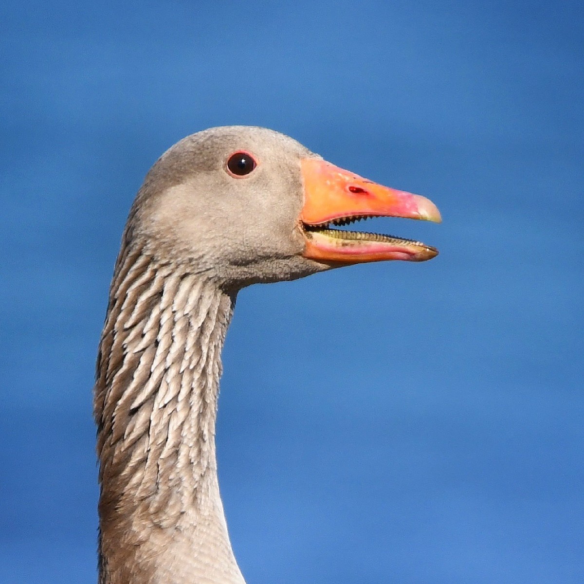 Гуска сіра - ML645953609