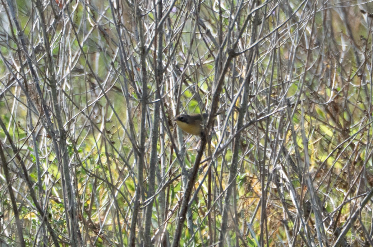 Common Yellowthroat - ML645953620
