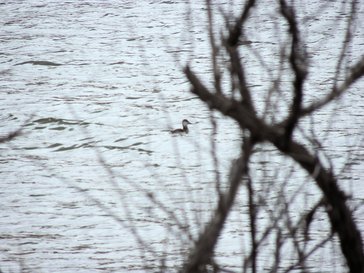 Gobbo della Giamaica - ML645953621