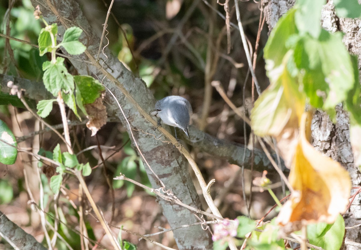 Blue-gray Gnatcatcher - ML645953623