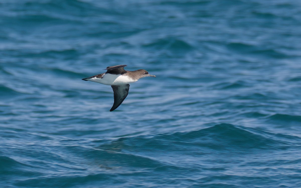Hutton's Shearwater - ML645953625