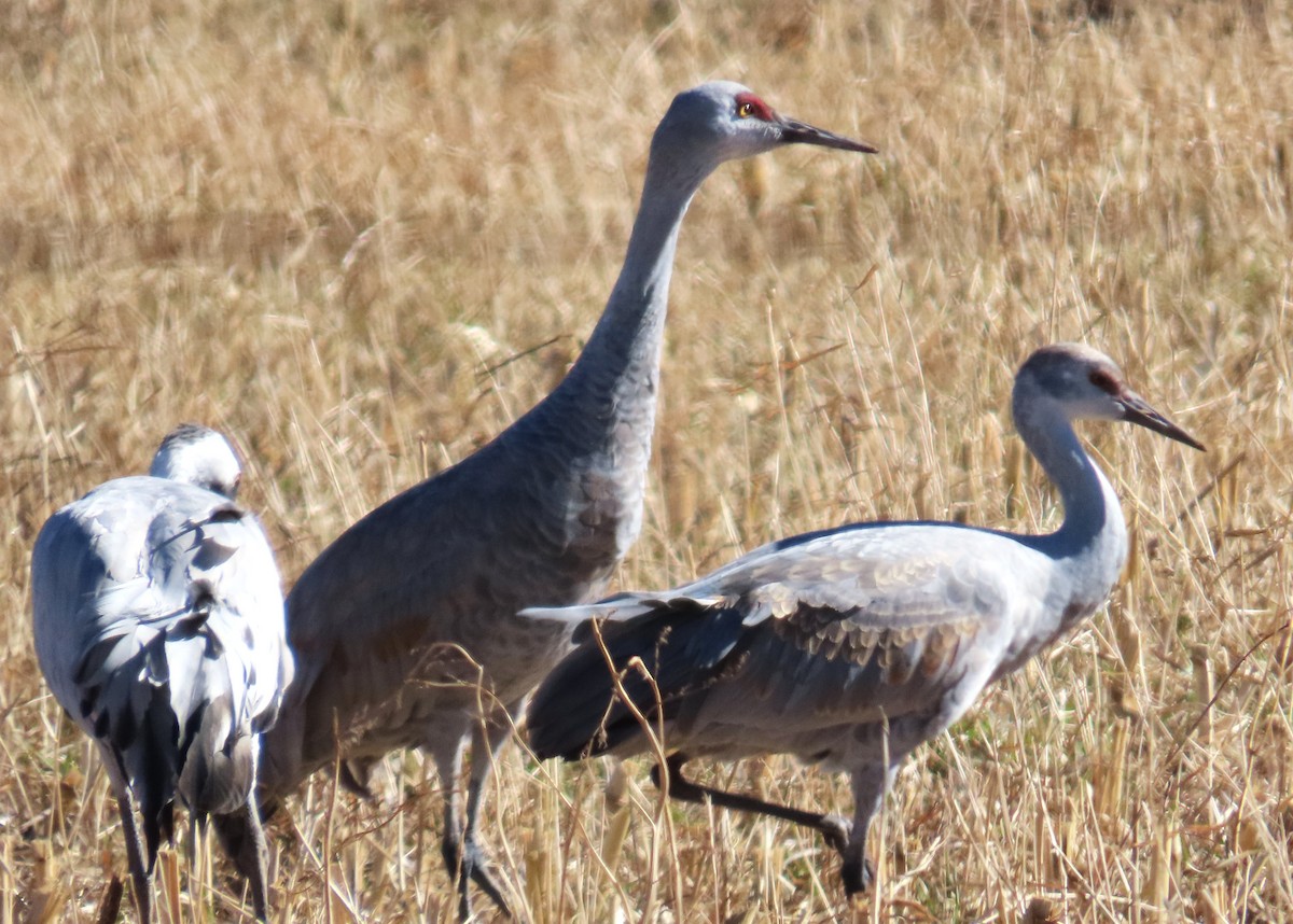 Орог тогоруу - ML645953631