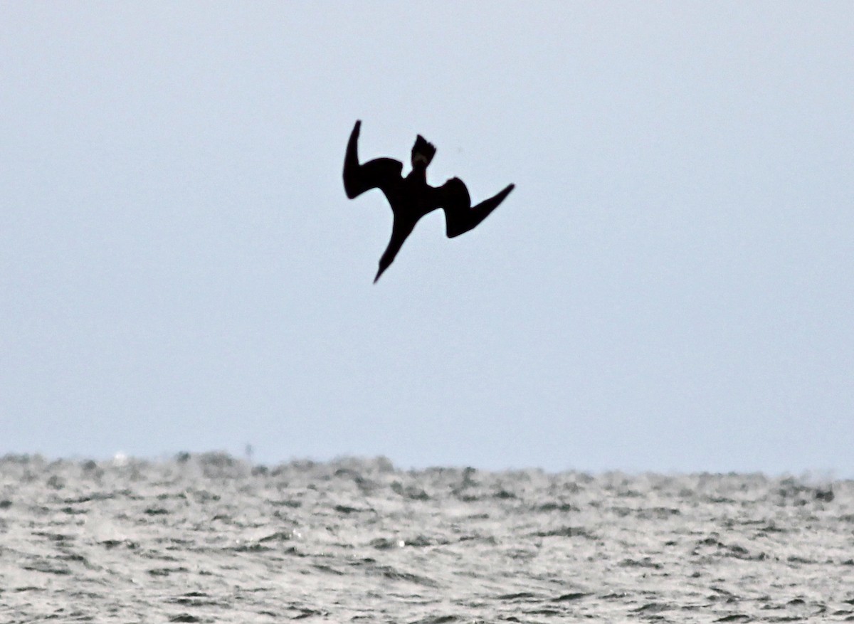 terej bílý - ML645953640