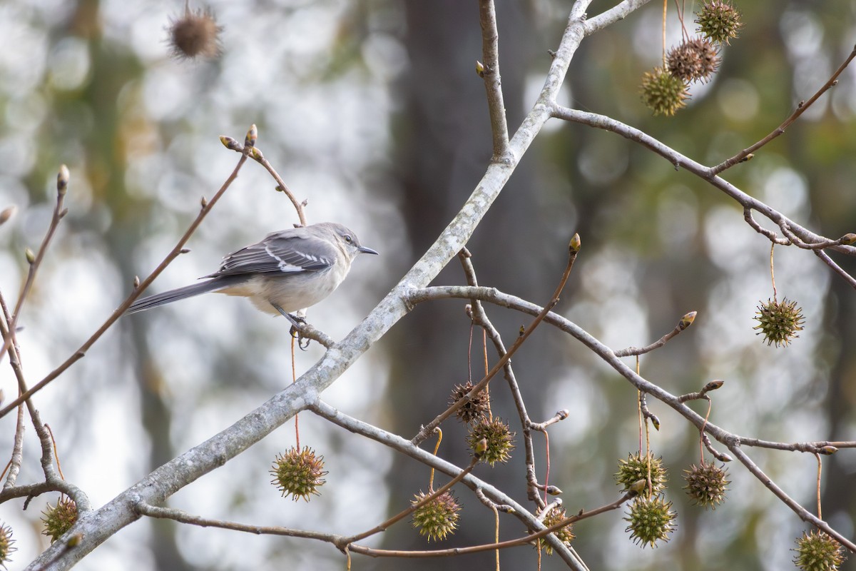 Пересмішник багатоголосий - ML645953644