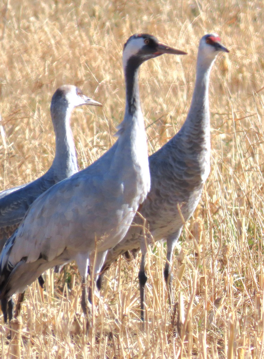 Хархираа тогоруу - ML645953645