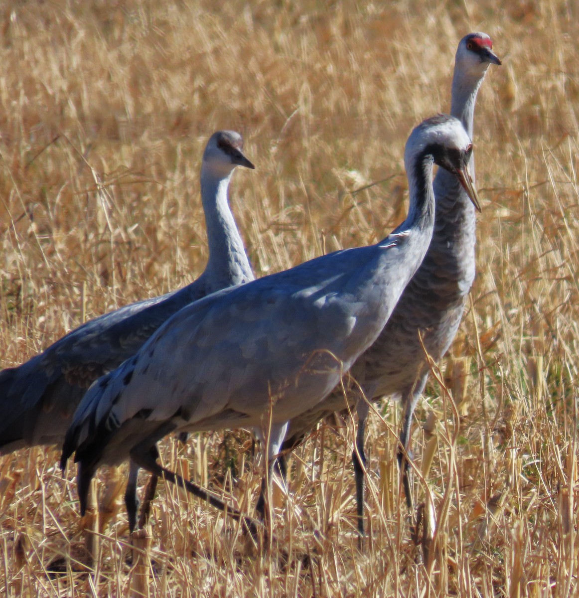 Хархираа тогоруу - ML645953646