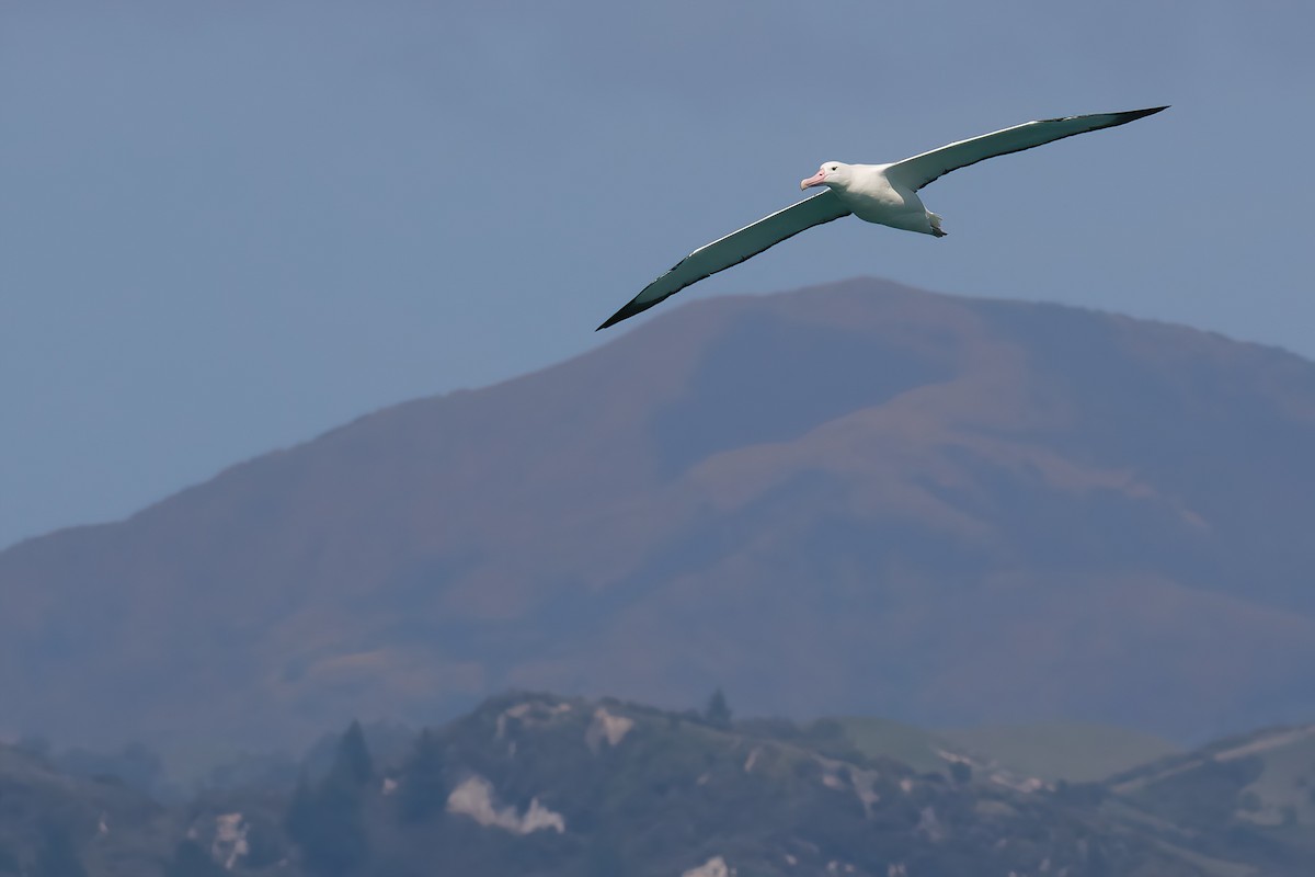 Southern Royal Albatross - ML645953654