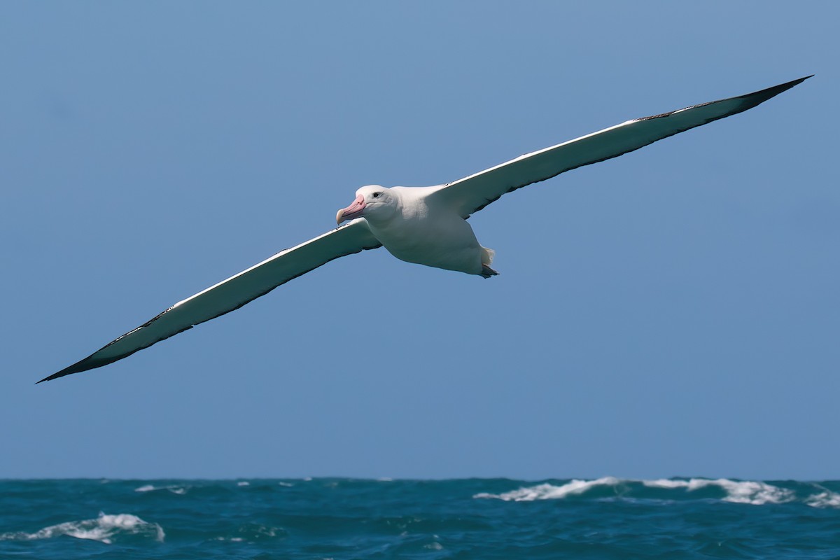 Southern Royal Albatross - ML645953655