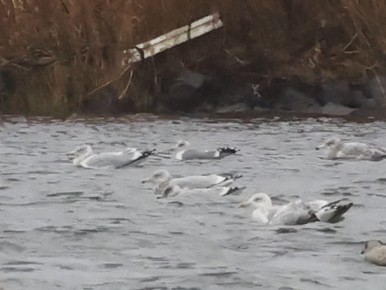 California Gull - ML645953658