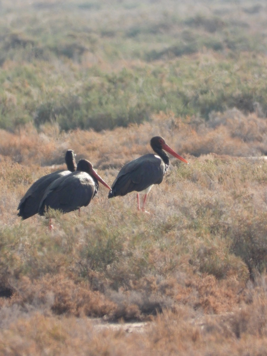 Black Stork - ML645953666