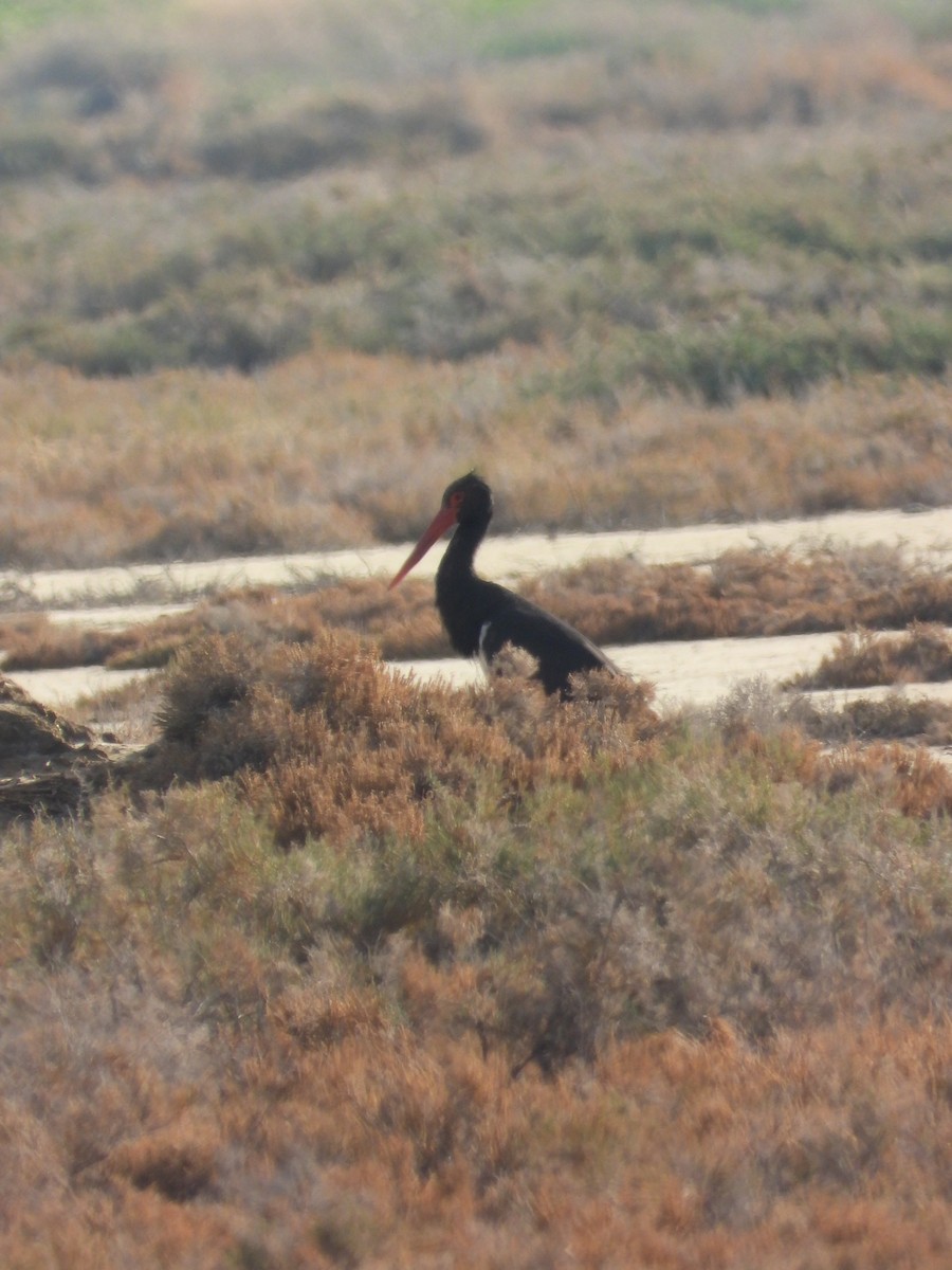 Black Stork - ML645953667