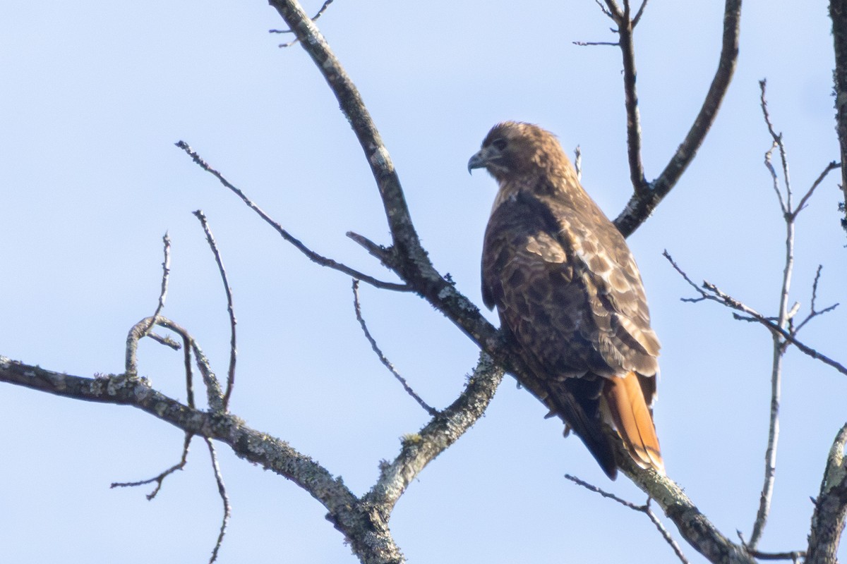 Red-tailed Hawk - ML645953668