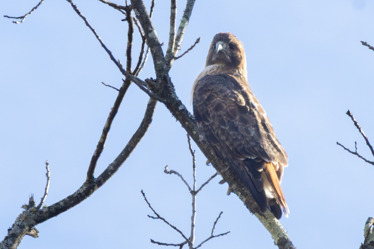 Red-tailed Hawk - ML645953669