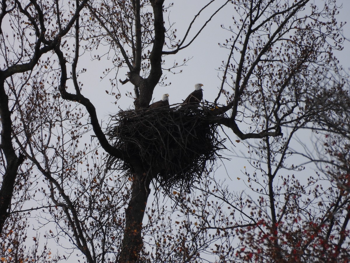 Bald Eagle - ML645953670