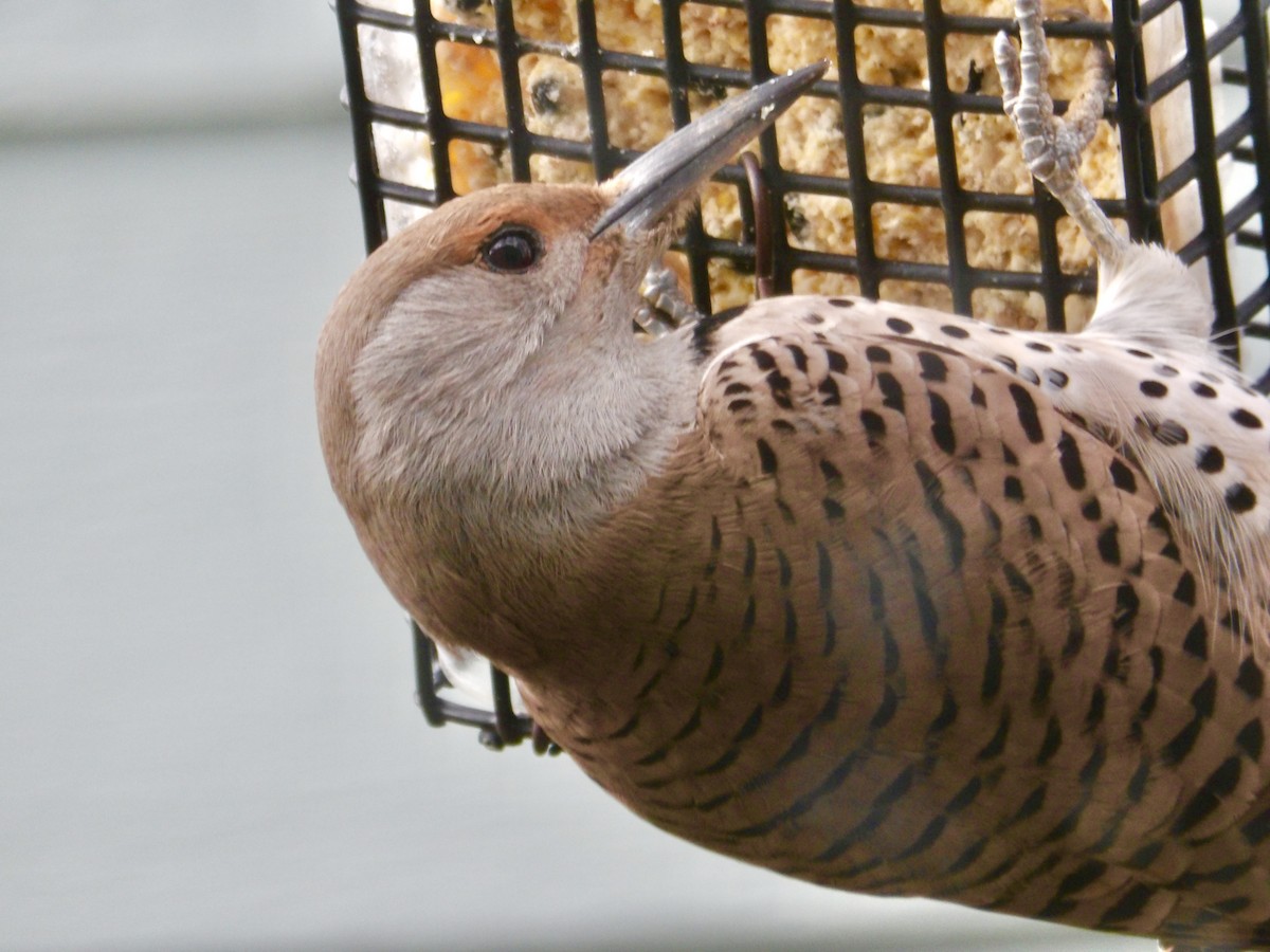 Northern Flicker - ML645953673