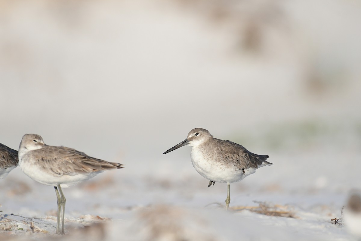 Willet - ML645953674