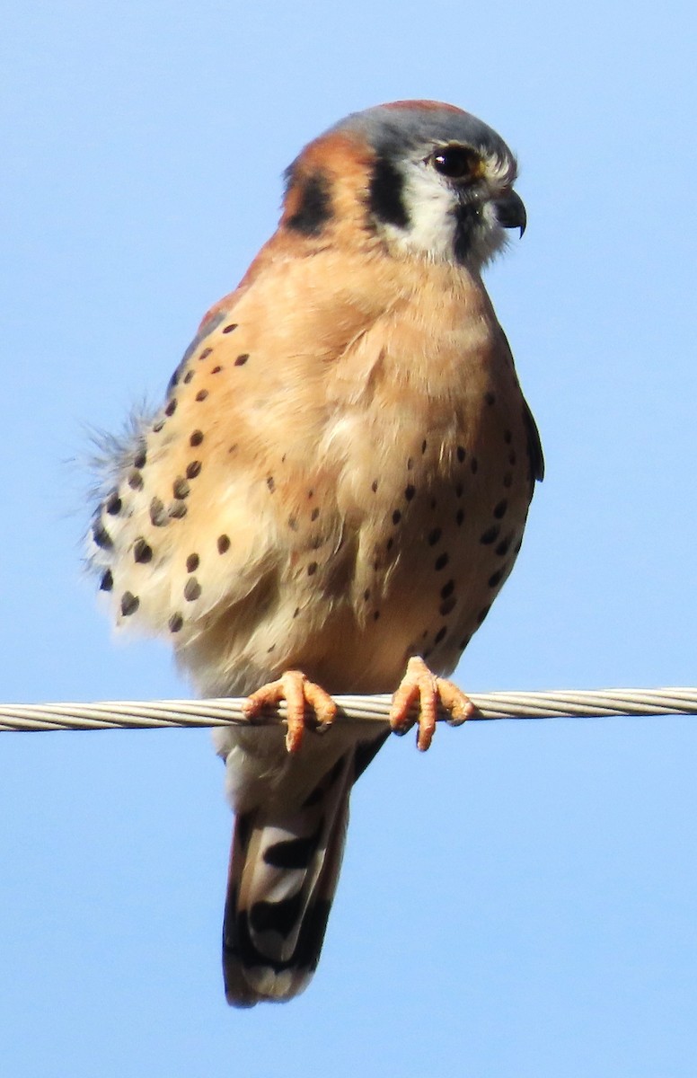 American Kestrel - ML645953675